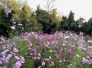 Jardin: prairie fleurie