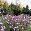 Jardin : prairie fleurie
